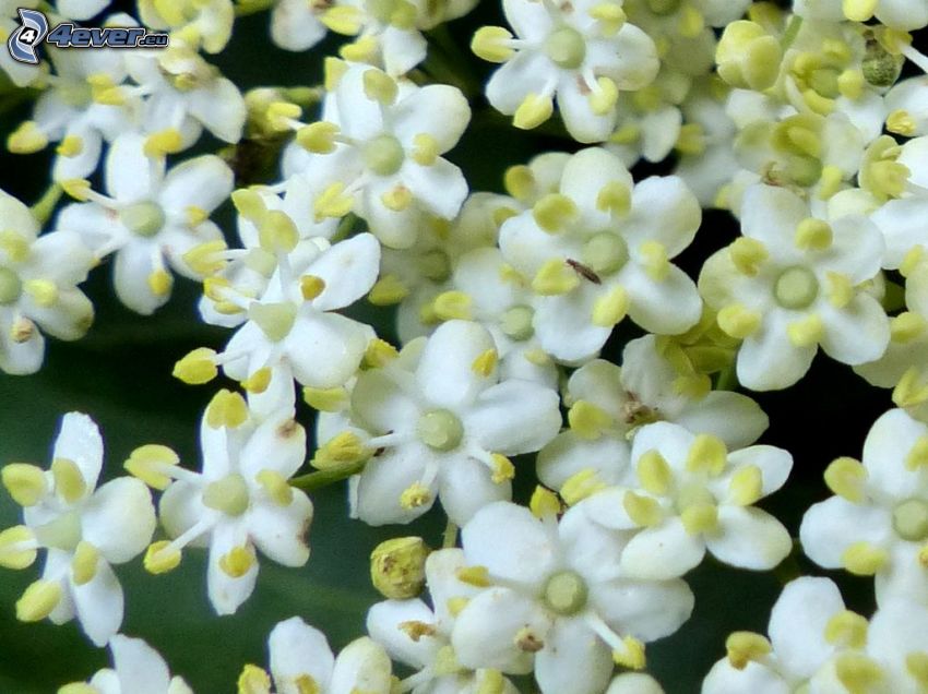 elderflower, white flowers