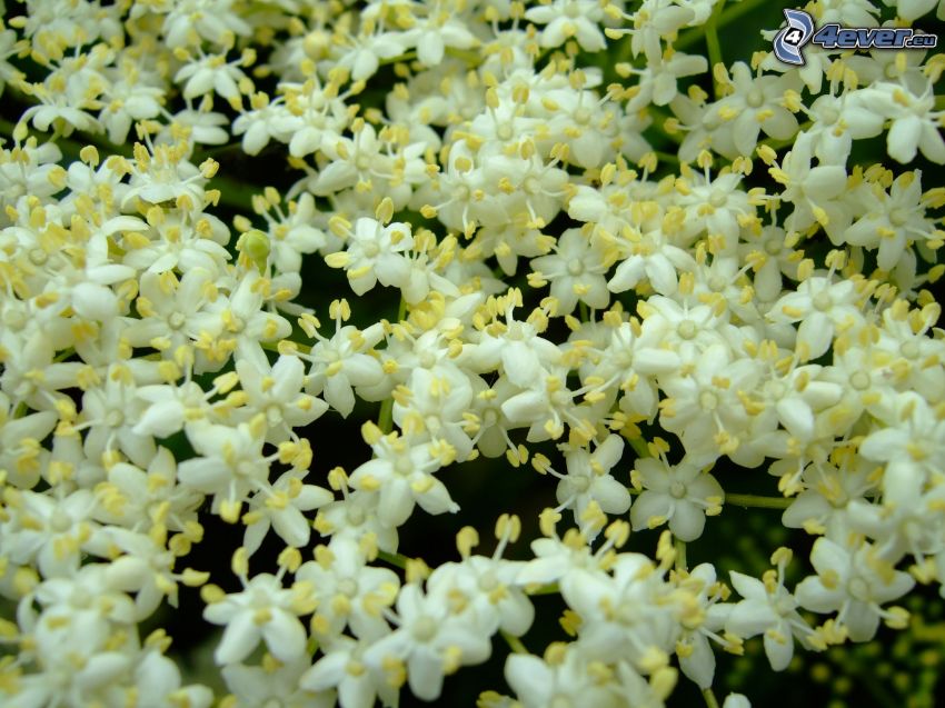 elderflower, white flowers