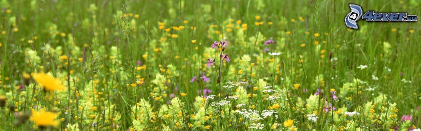 field flowers, grass