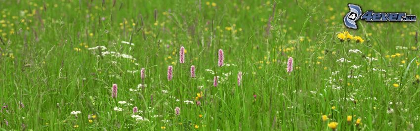 field flowers, grass