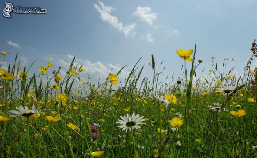 field flowers, meadow