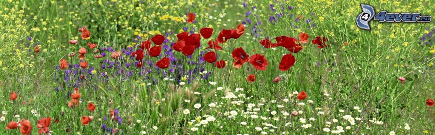 field flowers, papaver rhoeas, daisies
