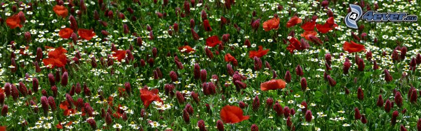 field flowers, papaver rhoeas