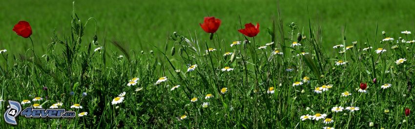 field flowers, papaver rhoeas