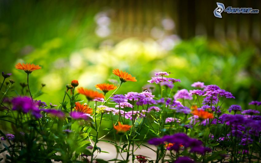 field flowers, purple flowers