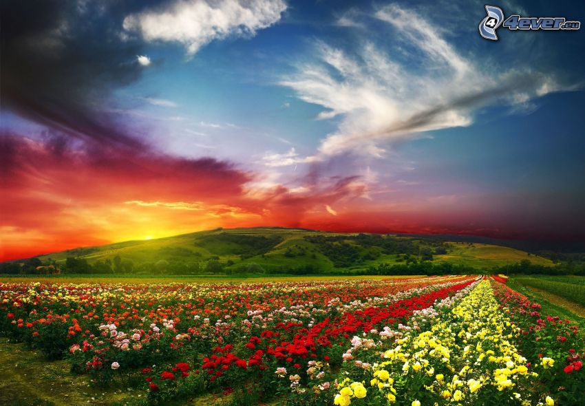 field of roses, hill at sunset