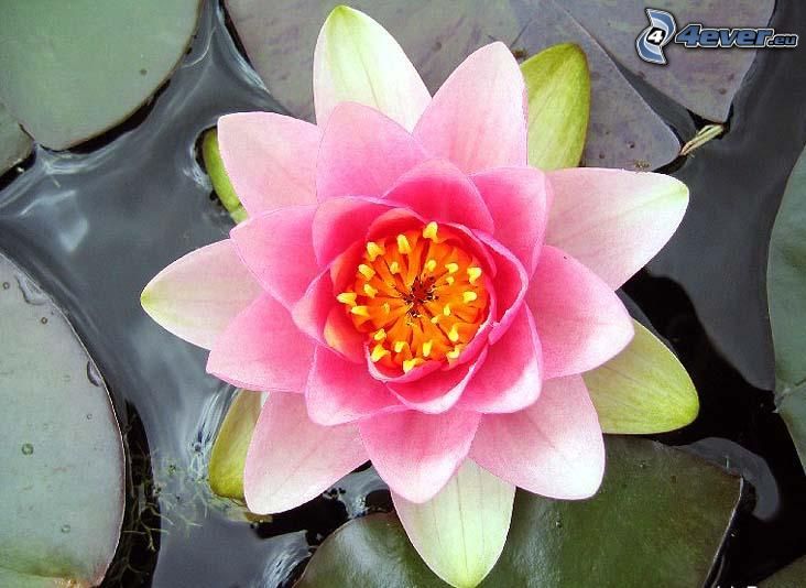 flower, colors, water lily