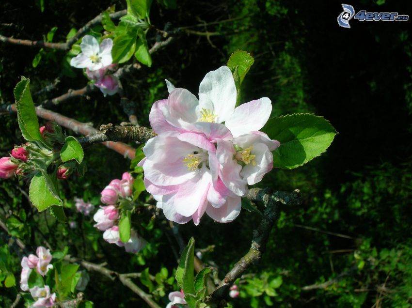 flowering apple tree