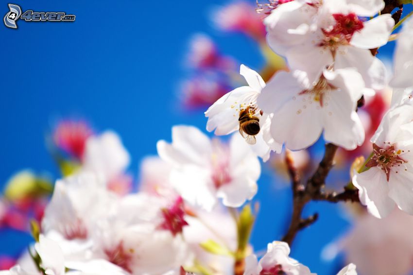 flowering cherry, bumblebee