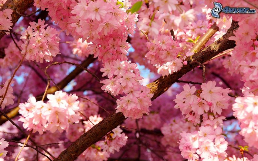flowering cherry, pink flowers