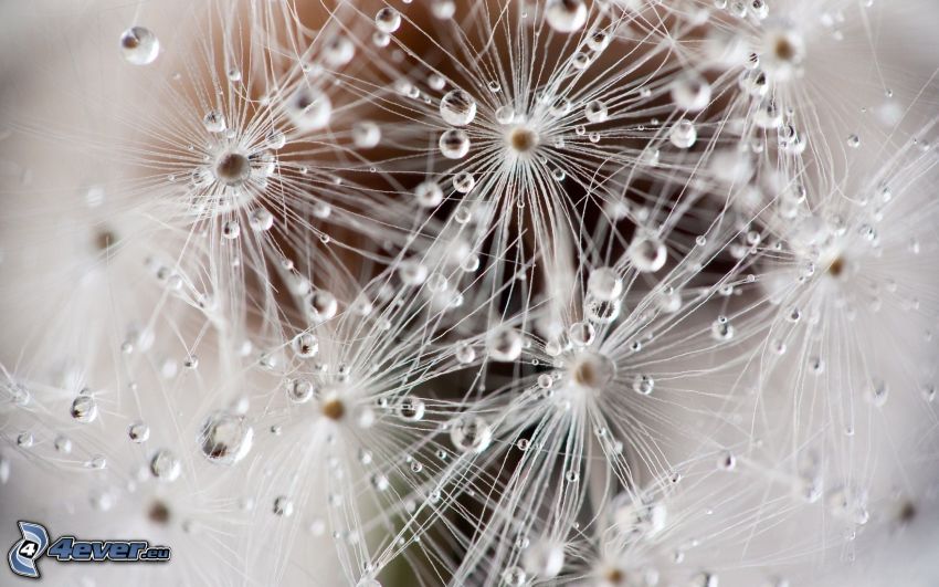 flowering dandelion, drops of water, macro