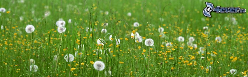 flowering dandelion, grass