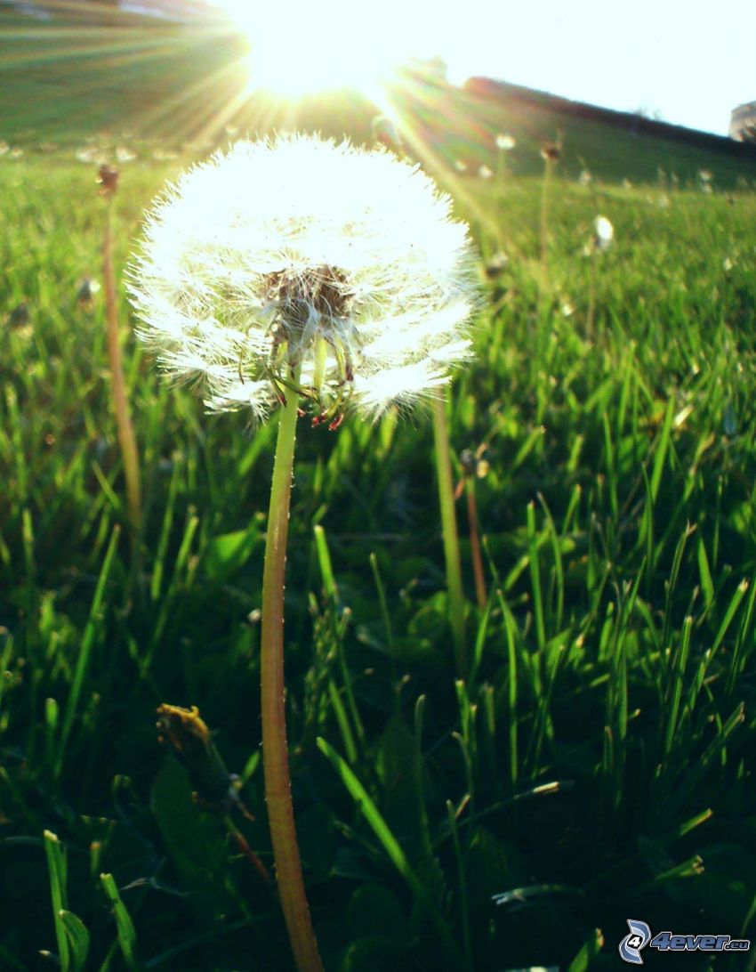 flowering dandelion, sun, grass, sunbeams