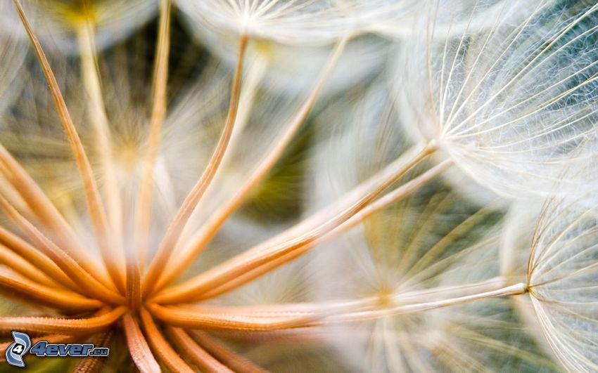 flowering dandelion