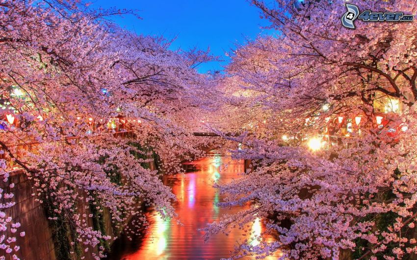 flowering trees, River