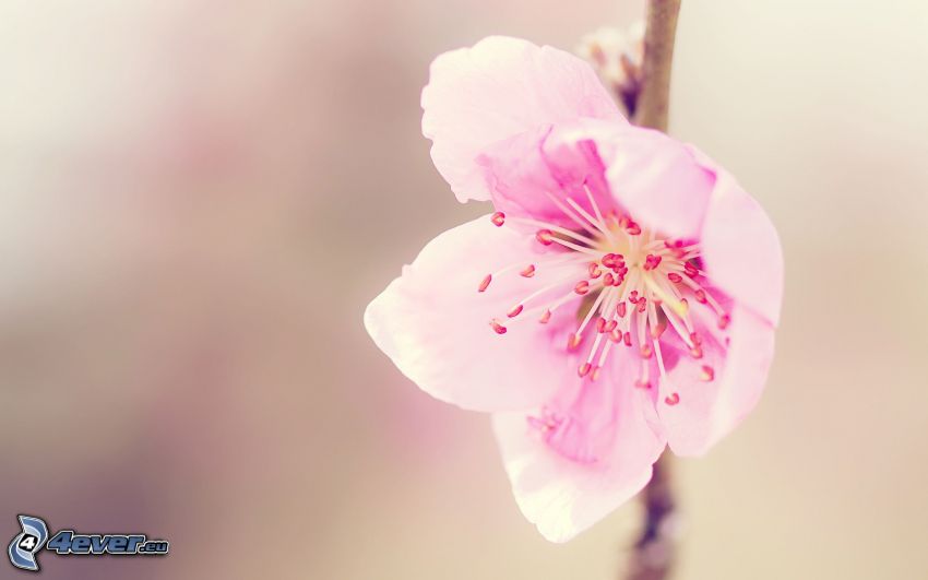 flowering twig, pink flower