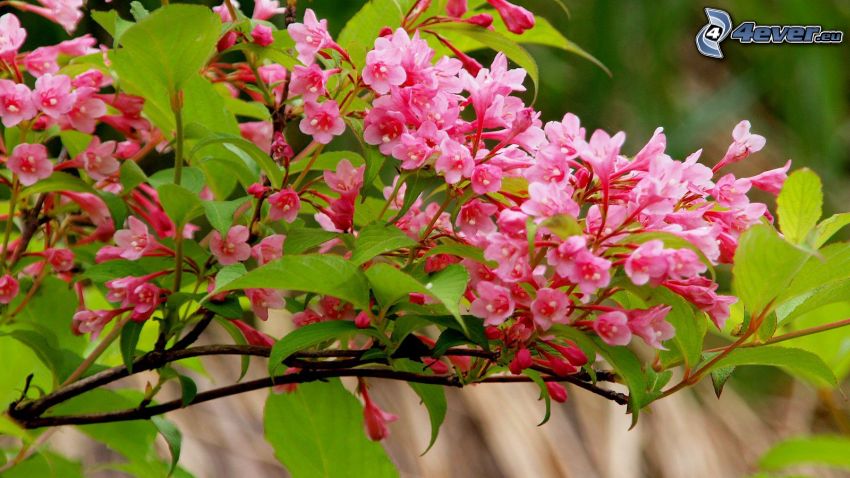 flowering twig, pink flowers