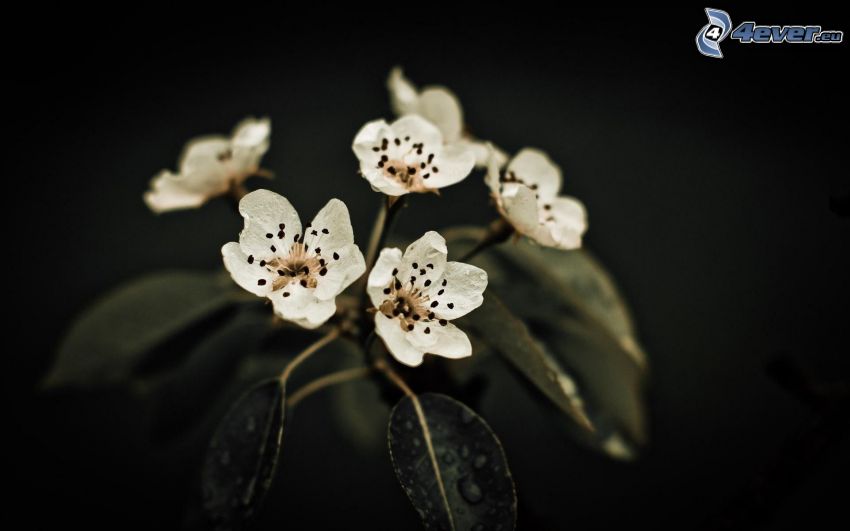 flowering twig, white flowers