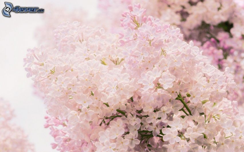 flowery branch, pink flowers