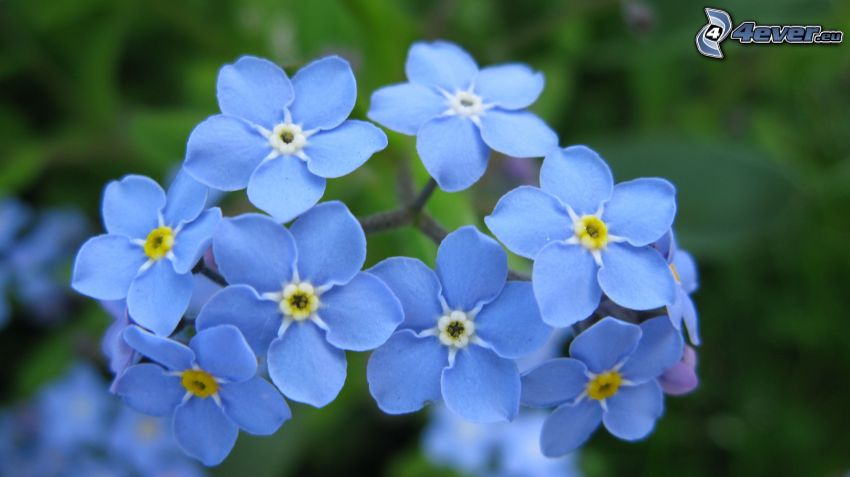 forget-me-nots, blue flowers