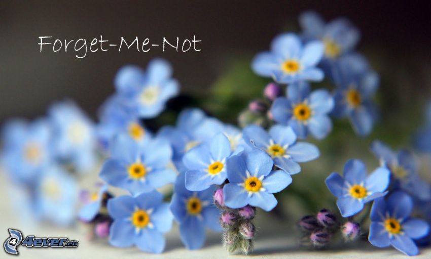 forget-me-nots, blue flowers