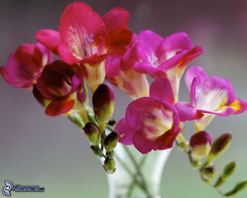 freesia, pink flowers