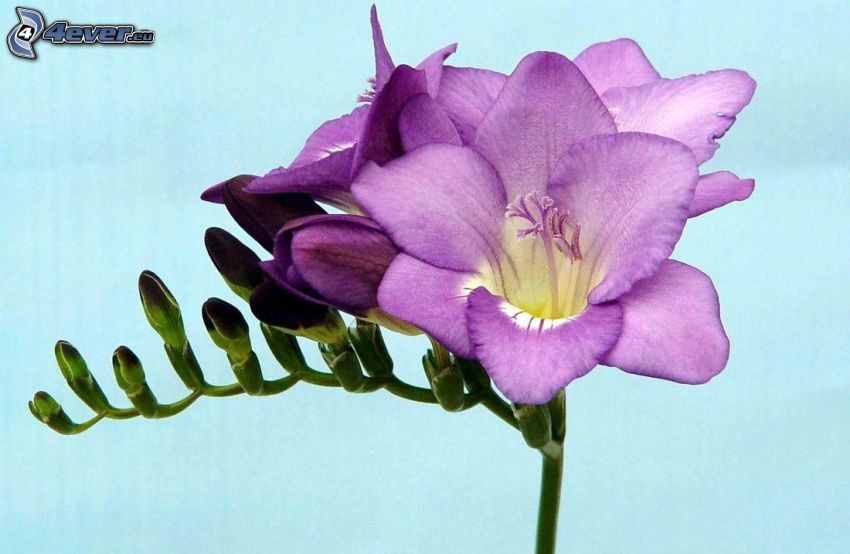 freesia, purple flowers