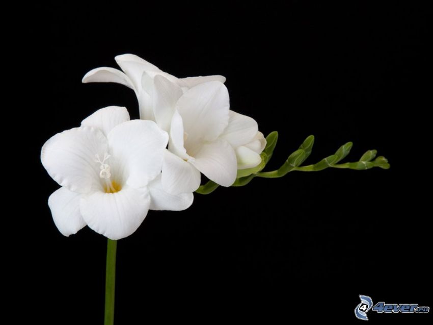 freesia, white flowers