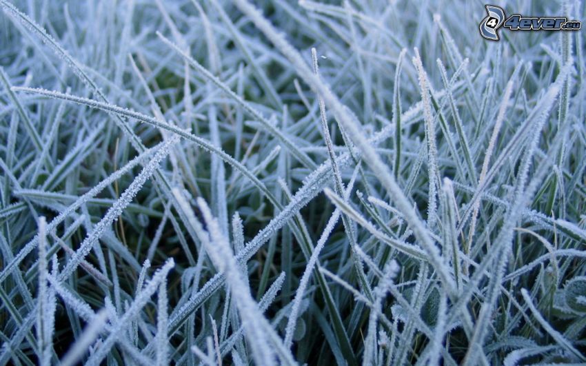 frozen grass, icing
