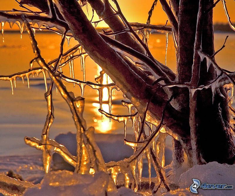 frozen tree, ice