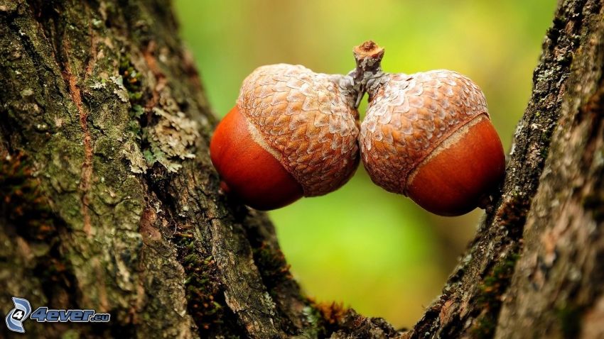 acorns, tree bark