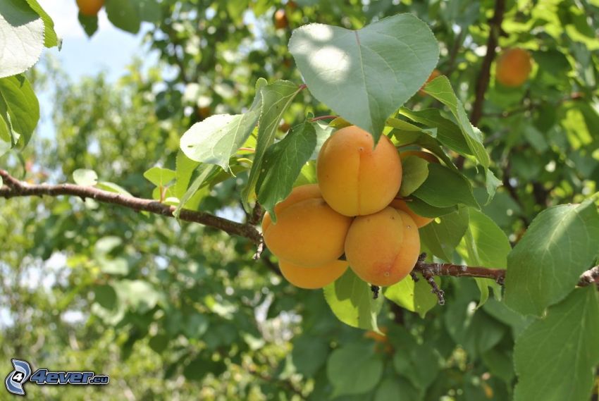 apricots, apricot tree