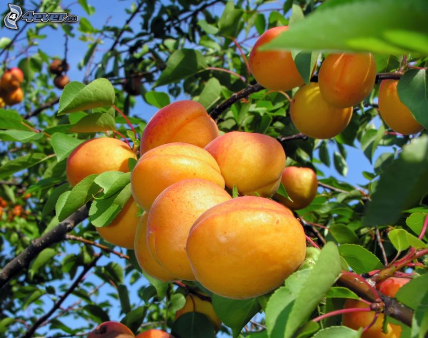 apricots, apricot tree