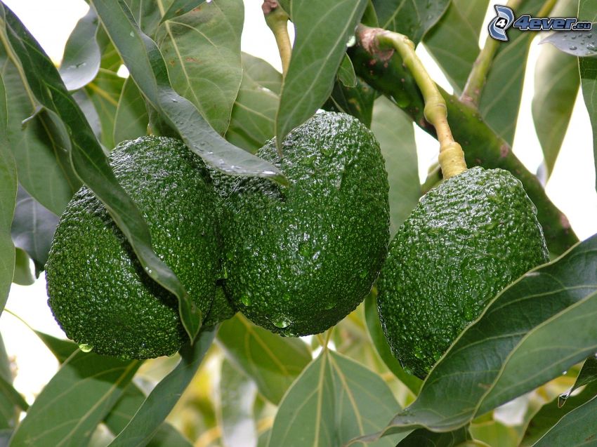 avocado, leaves