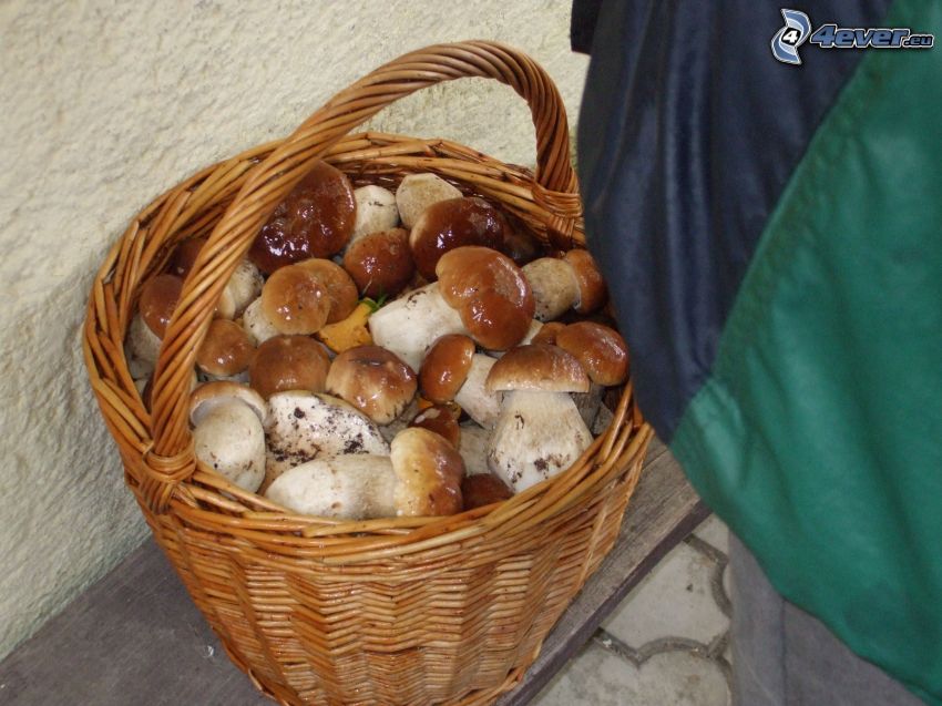 basket full of mushrooms, mushrooms