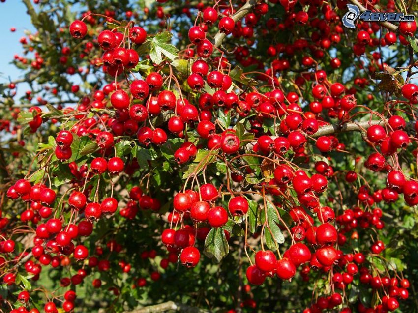 berries, Crataegus pinnatifida