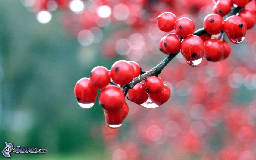 berries, drops of water