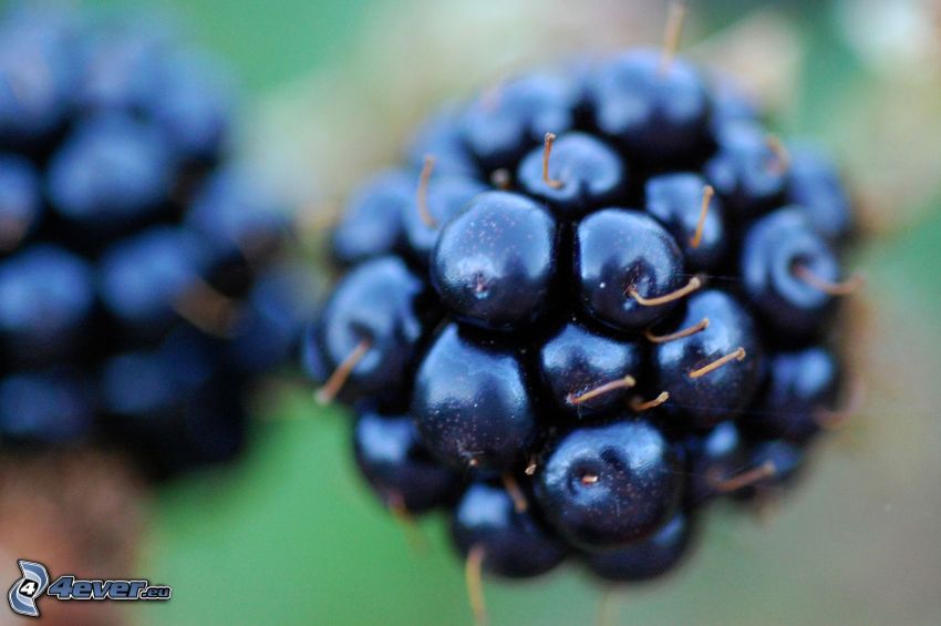 blackberries, macro