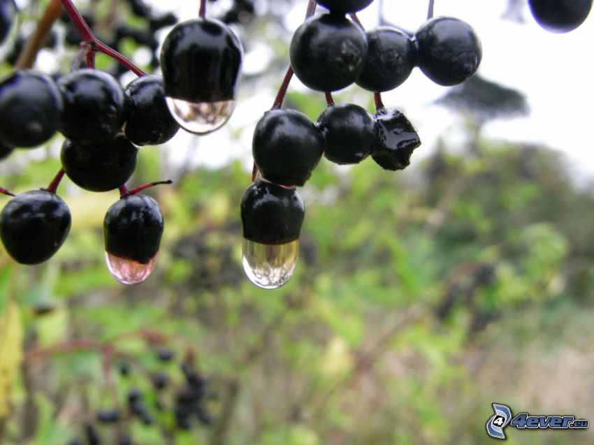 blackcurrants, drops of water