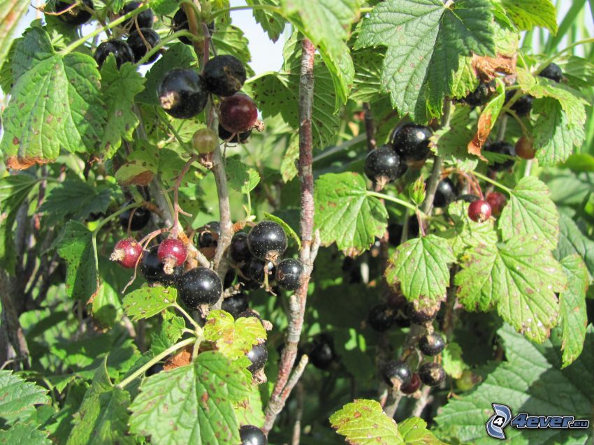 blackcurrants