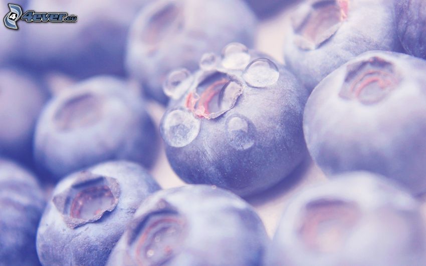 blueberries, drops of water, macro
