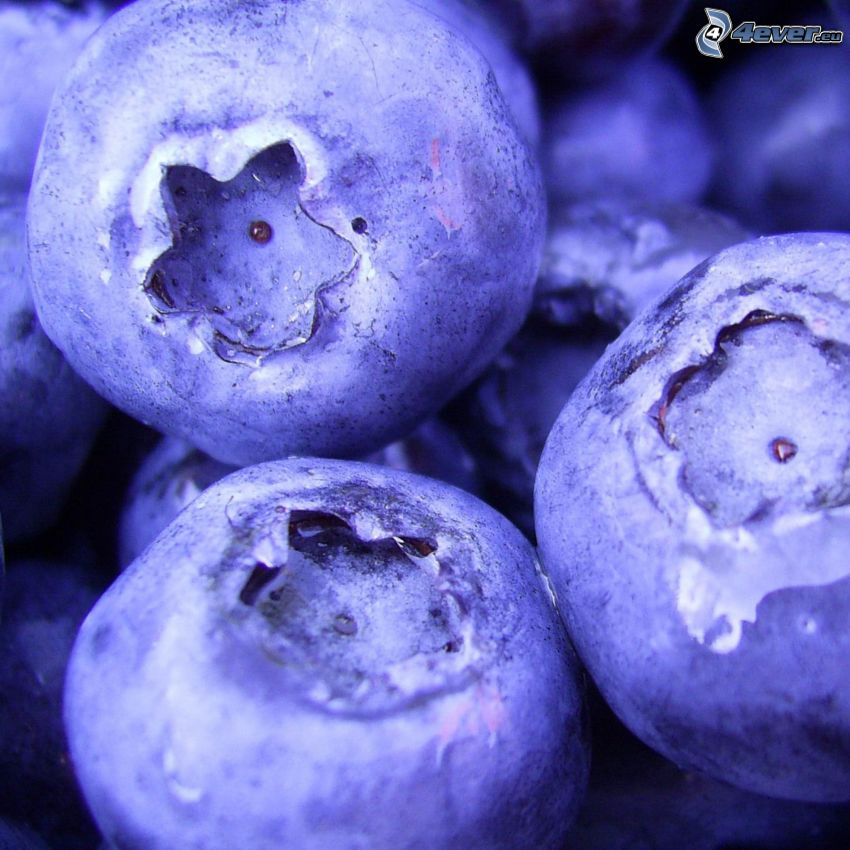 blueberries, macro