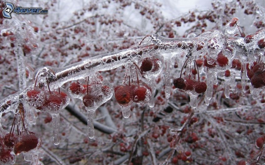 branch, berries, ice