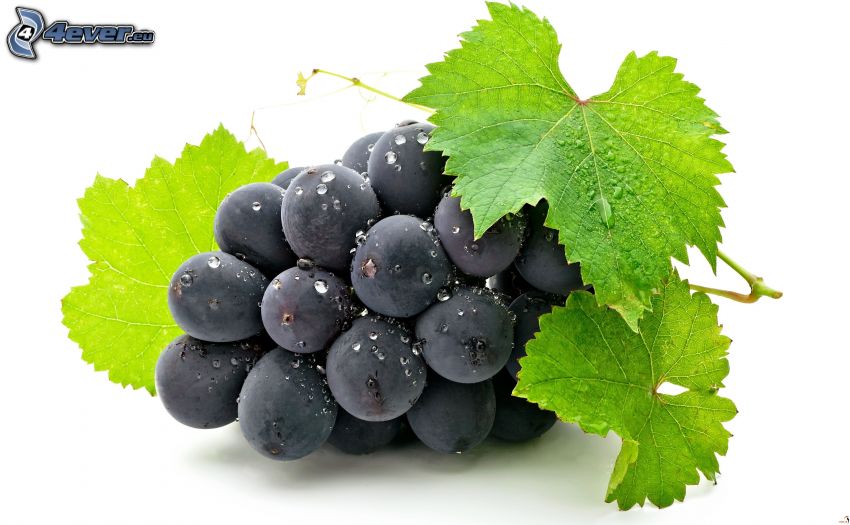 bunch of grapes, grape leaves