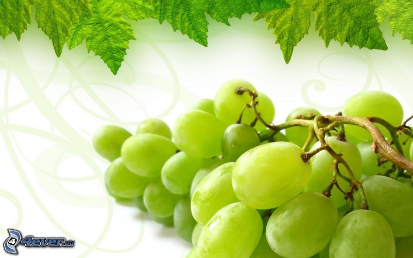bunch of grapes, green leaves