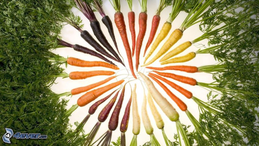 carrot, parsley, circle