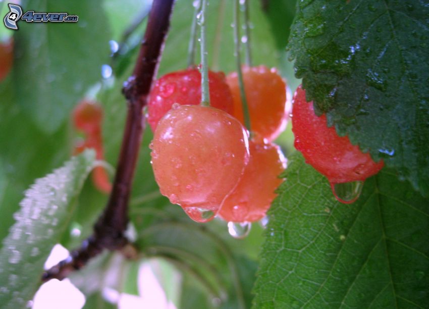 cherries, drops of rain, green leaves