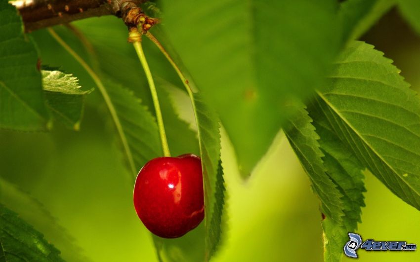 cherry, twig, green leaves