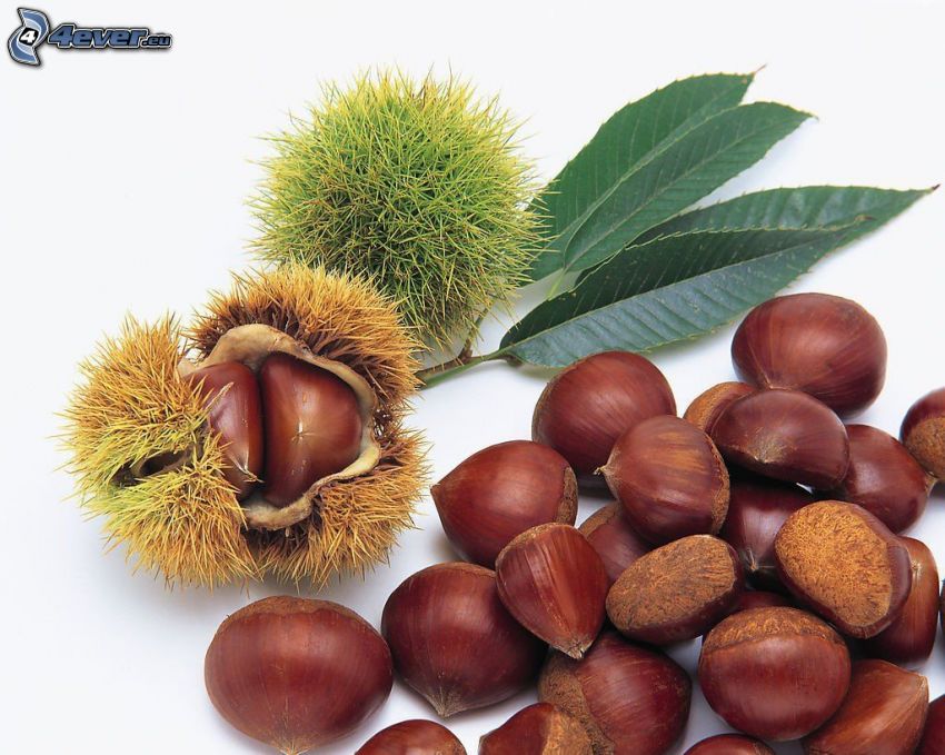 chestnuts, eggshell, leaves