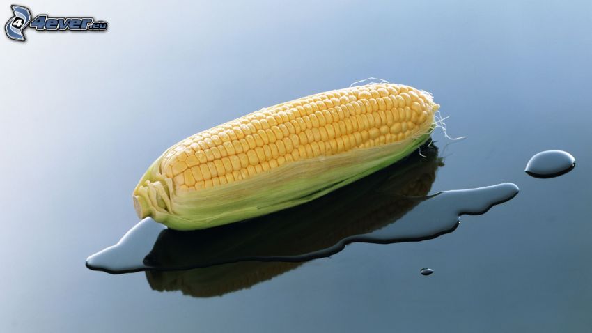 corn, water